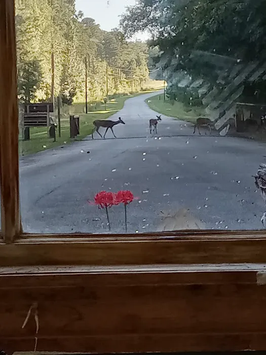 Hesters Ferry Campground Picture 6