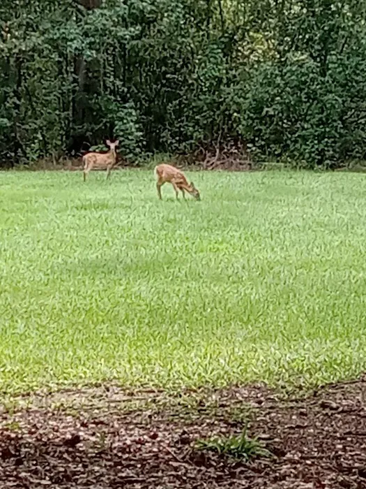 Hesters Ferry Campground Picture 9