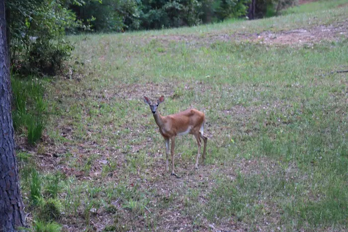 Bobby Brown Park Picture 1