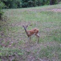 Bobby Brown Park ico