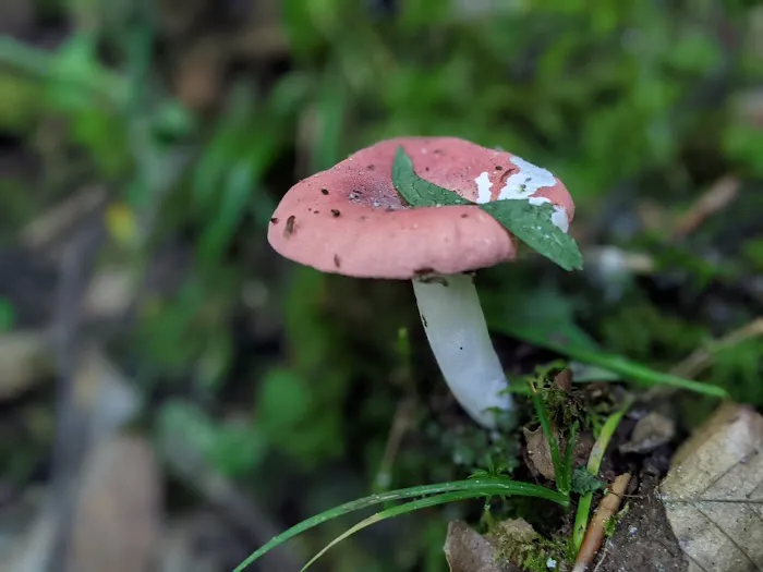 Trout Creek Campground Picture 5