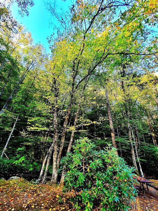 Trout Creek Campground Picture 4