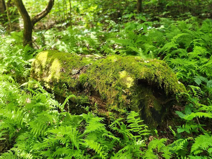 Burrell’s Ford Campground Picture 8