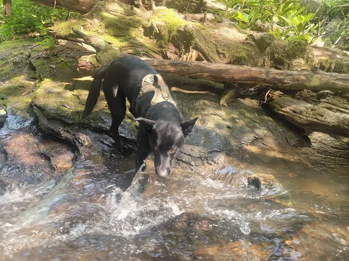 Burrell’s Ford Campground Picture 10
