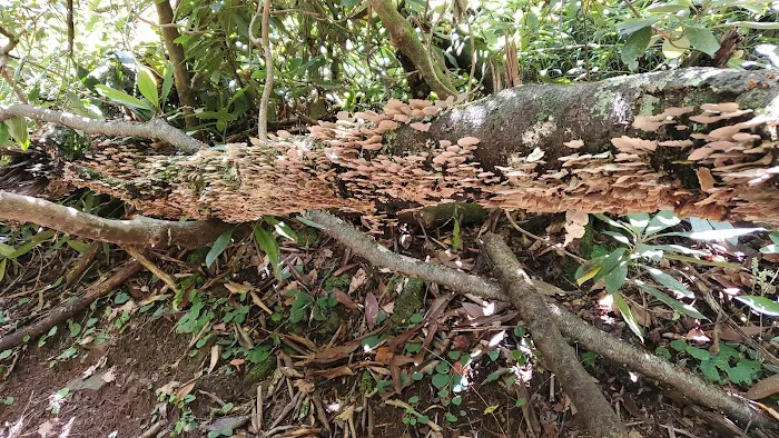 Burrell’s Ford Campground Picture 9