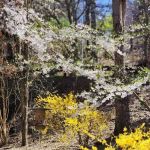 Pigeon River Campground