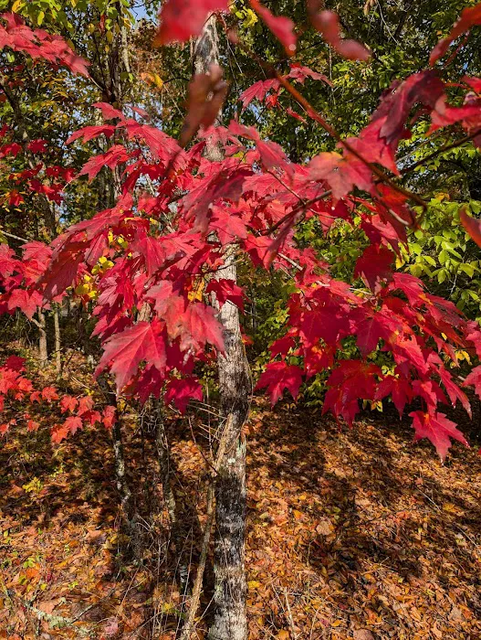 Big Ridge - Group Camp Picture 6
