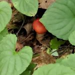 Round Mountain Campground