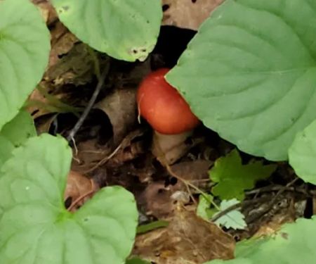 Round Mountain Campground