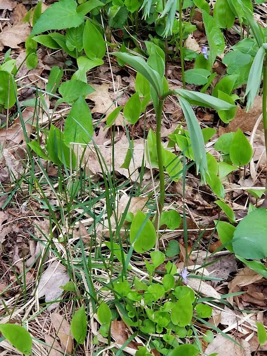 Sanford Campground - Community of Christ Picture 9