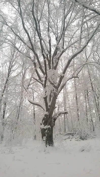 P.L. Graham Park / Campground Picture 2