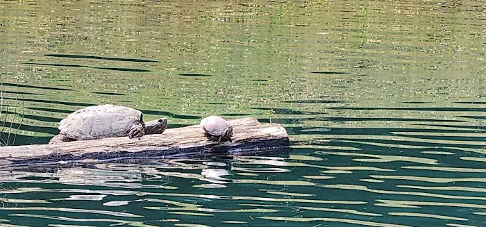 Windover Womens Resort Picture 1