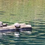 Windover Womens Resort