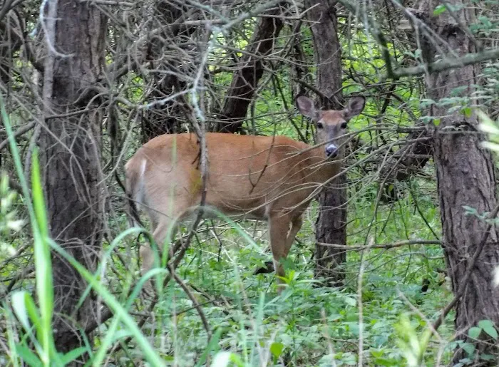 Windover Womens Resort Picture 2