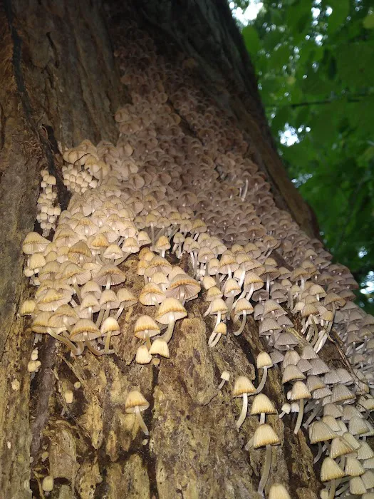 Redbud Trail Retreat Picture 5