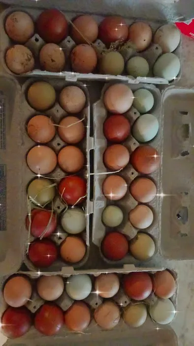 A Waggin' Good Time At Mellow Acres Picture 1