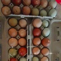 A Waggin' Good Time At Mellow Acres ico