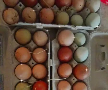 A Waggin' Good Time At Mellow Acres