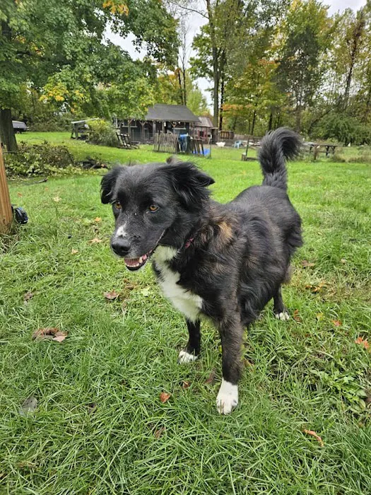 A Waggin' Good Time At Mellow Acres Picture 4