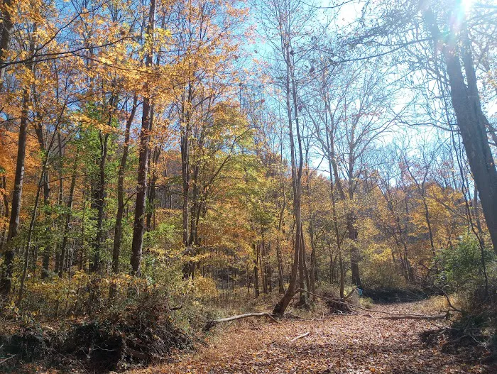Yellowwood State Forest Camp Sites Picture 5
