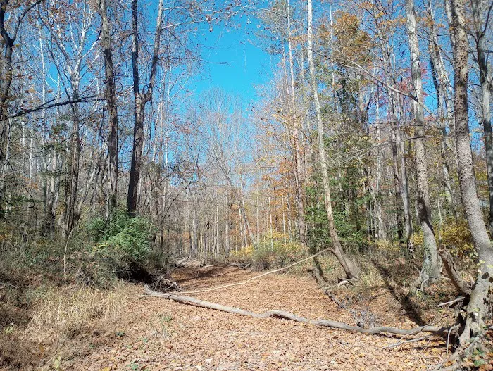 Yellowwood State Forest Camp Sites Picture 4
