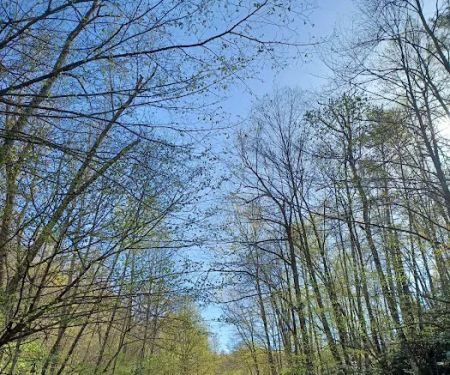 Harmon Den Horse Camp NC