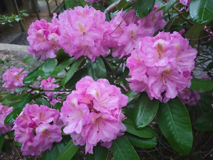 Hawthorn Haven Cabins & Chapel Picture 10