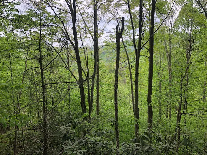 Smoky Mountain Sky Camp Picture 2