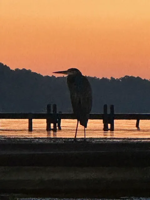 Relaxed Retreat at Carolina King Picture 2