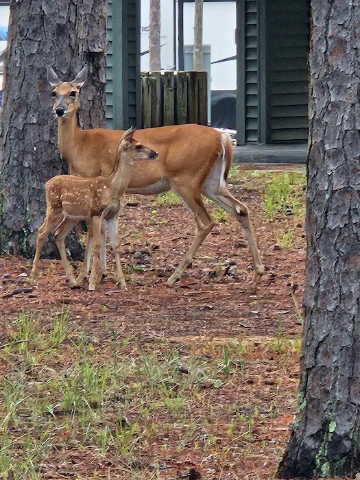 Pointes West Camping Area #4 Picture 1