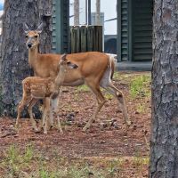 Pointes West Camping Area #4 ico