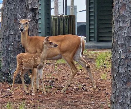 Pointes West Camping Area #4