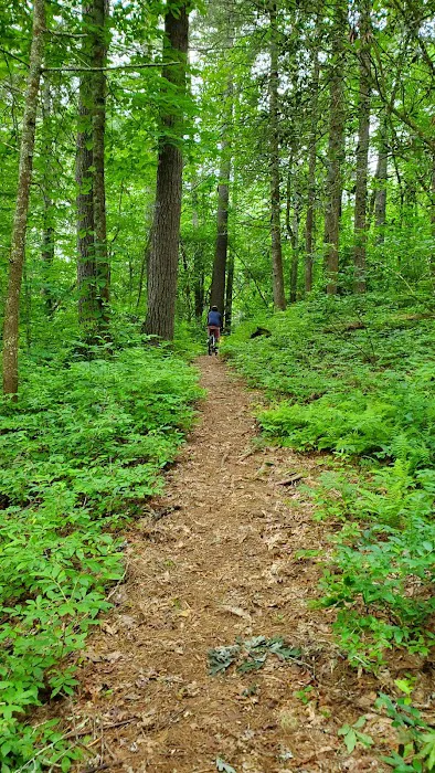 Van Hook Glade Campground Picture 9