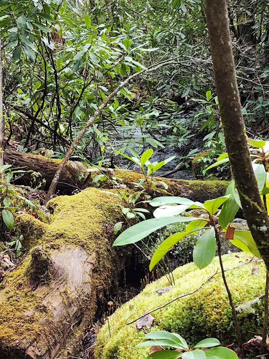 Van Hook Glade Campground Picture 8