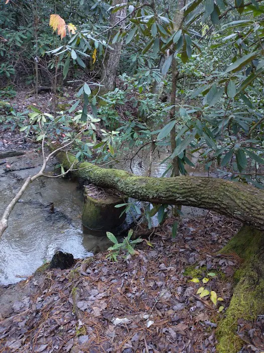 Blue Valley Roadside Camping Picture 5