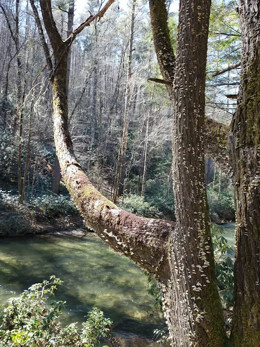 West Fork Campground Picture 2