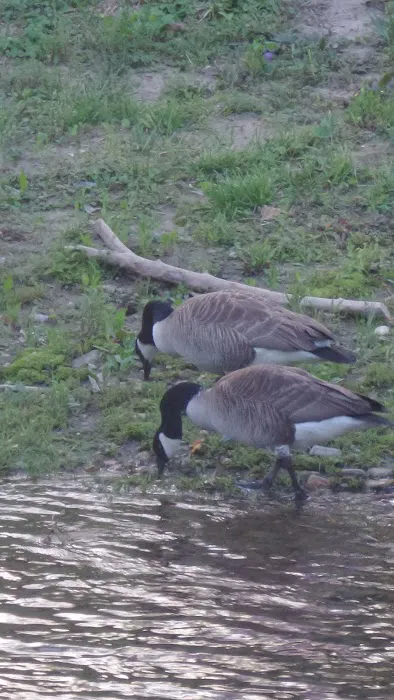 Riverbend RV Park-Campground by Hickory Knob Farms Picture 5