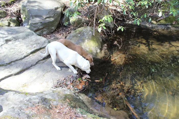 Sarah's Creek Campground Picture 5