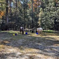 Willis Knob Horse Campground ico