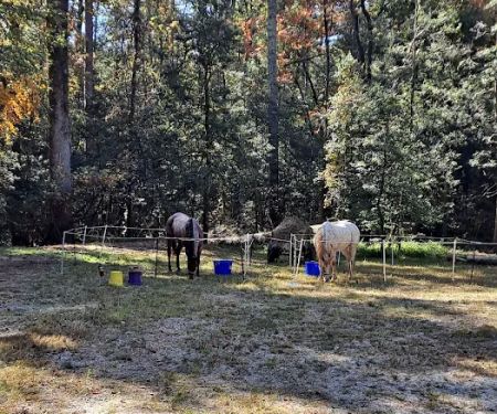 Willis Knob Horse Campground
