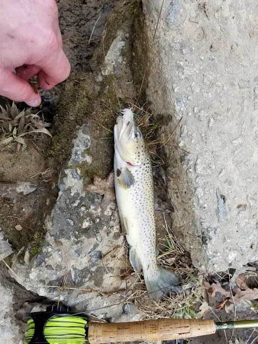 Cassidy Bridge Picture 6