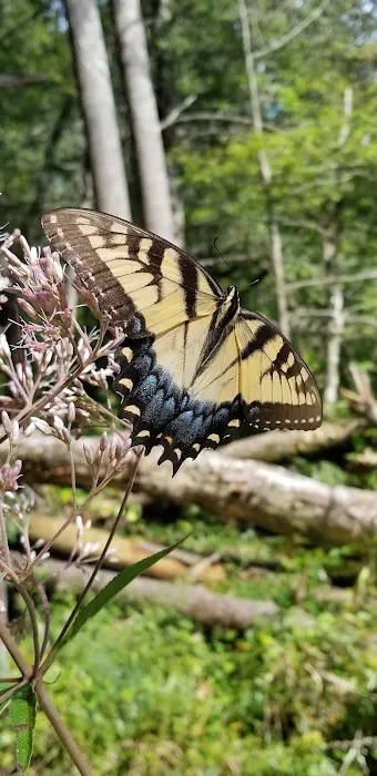Thrifts Ferry Campground Picture 1