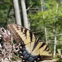 Thrifts Ferry Campground ico