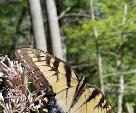 Thrifts Ferry Campground