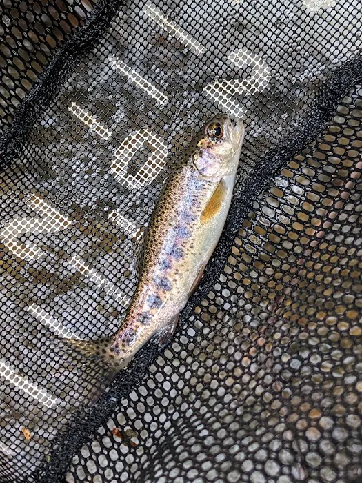 Walnut fork campground Picture 1