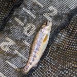 Walnut fork campground