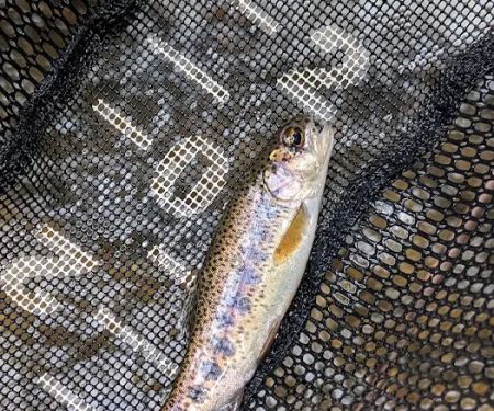 Walnut fork campground