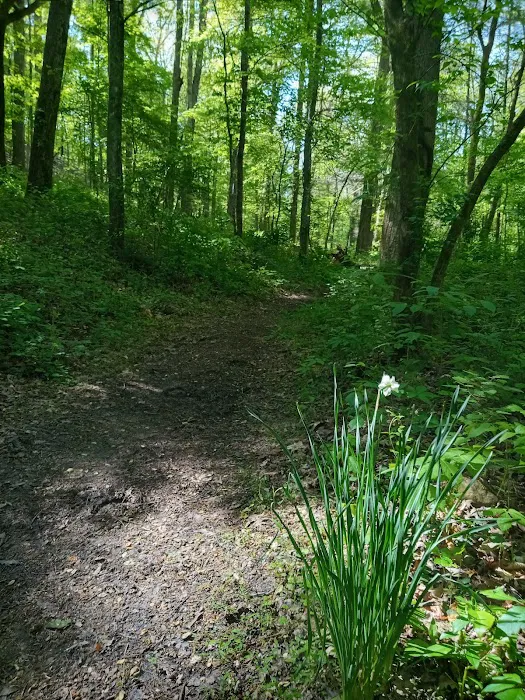 Norris Dam East Campgrounds Picture 9