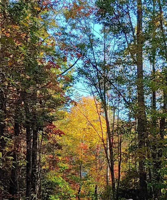 Shoestring Creek Campground Picture 6