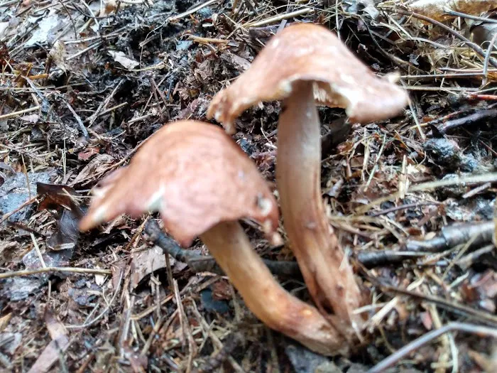 Gladwin City Park Picture 16